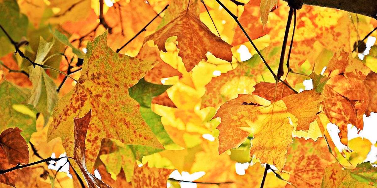 Fall Foliage Express: November 7, 2026