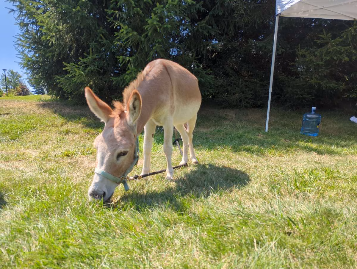 Petting Zoo Special: September 13, 2026